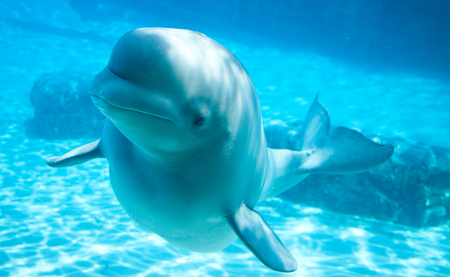 whale