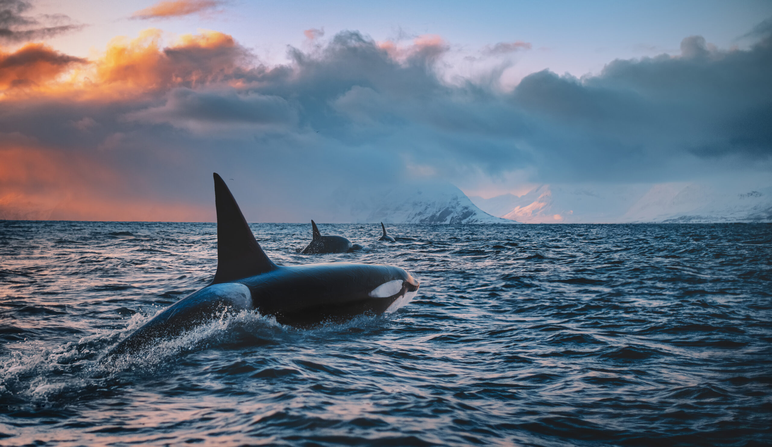 Killerwhale
