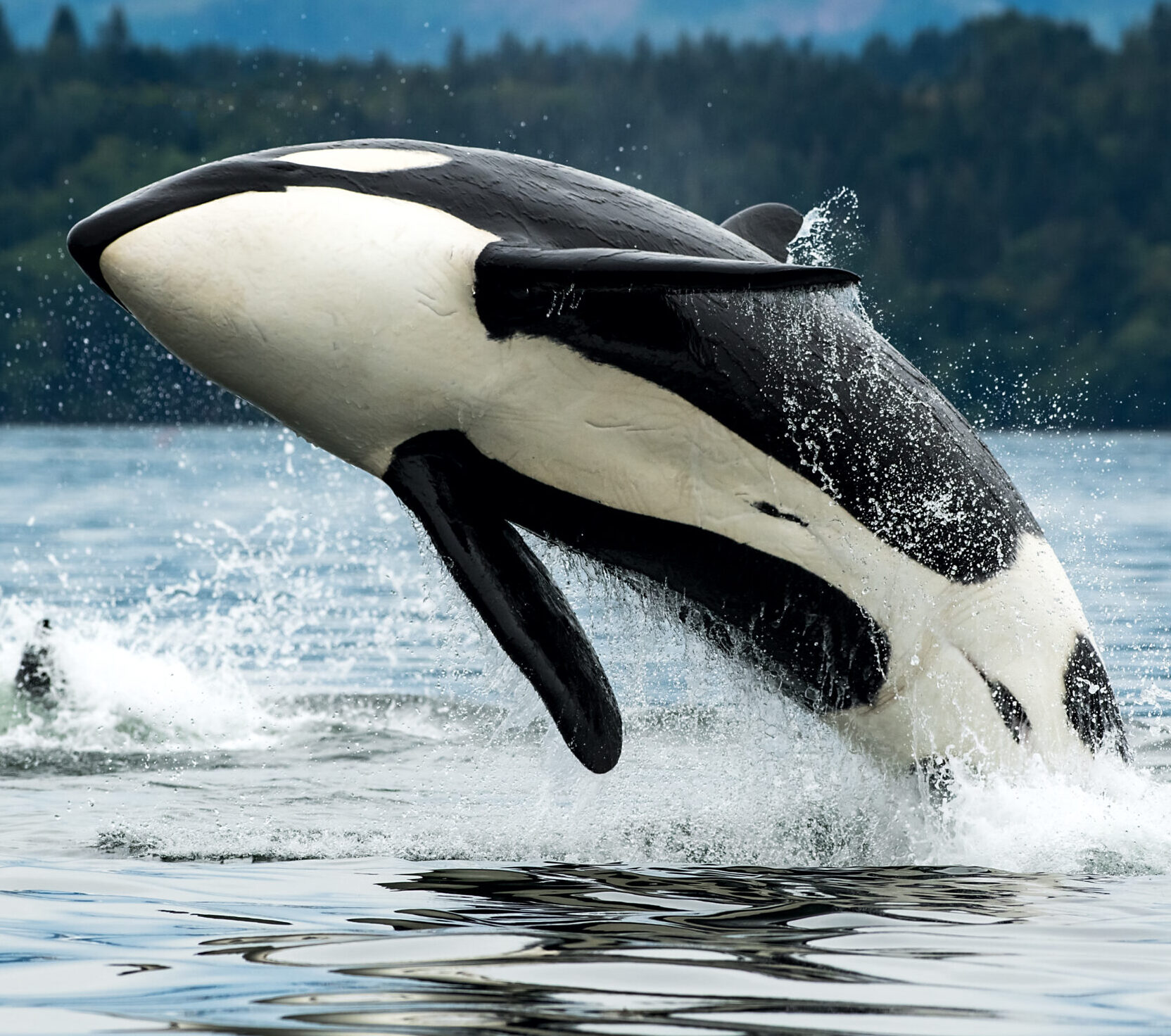 Killerwhale